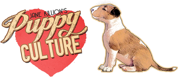 If You're Even Thinking Of Getting A Bull Terrier Puppy - Puppy Culture (600x264), Png Download