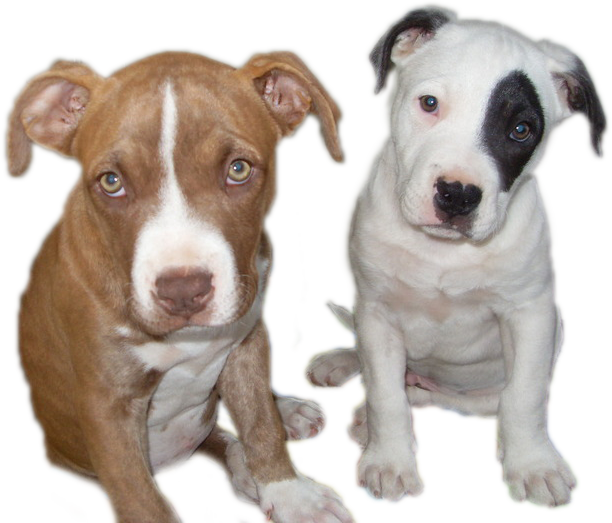 How Much Is Tibial Tuberosity Advancement - Razas De Perros Cruzados (612x523), Png Download