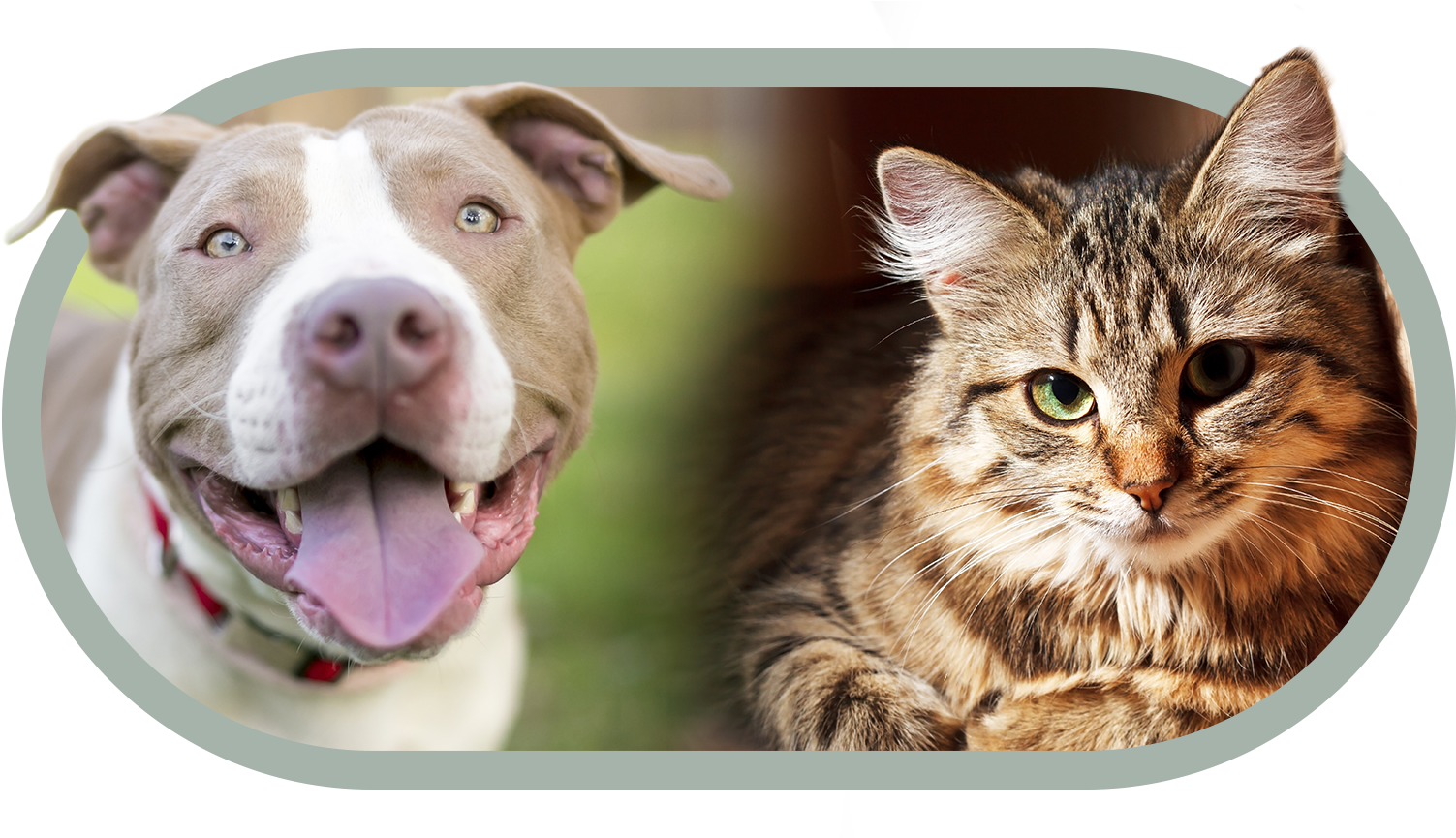 Adopt A Pet - Pit Bull (1728x864), Png Download