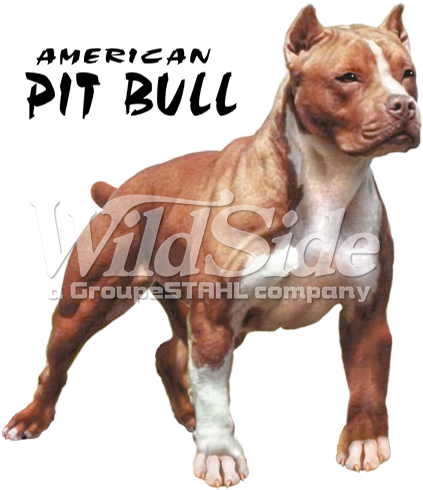 Tan & White - Pitbull With Tail Cut (525x525), Png Download