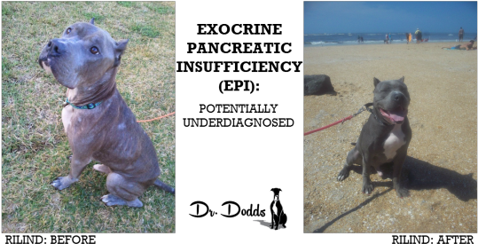 Jean Dodds' Pet Health Resource Blog Exocrine Pancreatic - Exocrine Pancreatic Insufficiency In Dogs (540x283), Png Download