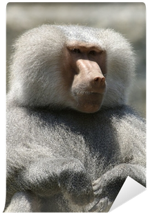 Baboons (400x400), Png Download