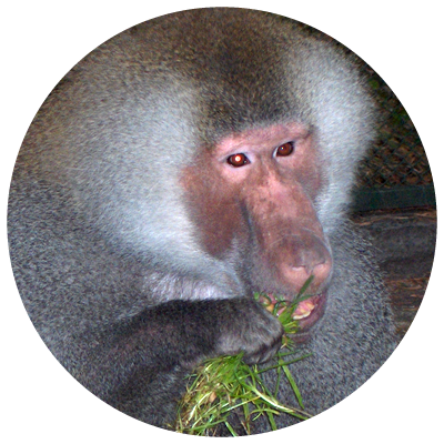 Hamadryas Baboon (400x400), Png Download