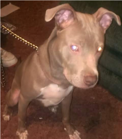 Puppies Blue Pitbull Puppies - American Pit Bull Terrier (640x480), Png Download