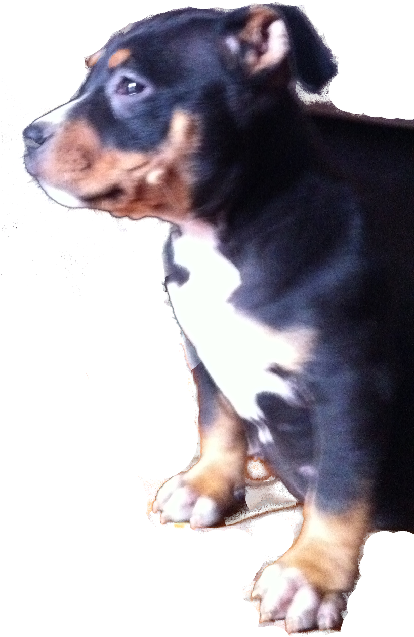 Photo - Blue Nose (817x1280), Png Download