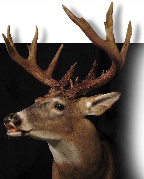 Fish (461x571), Png Download