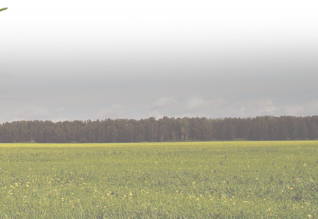 Jack O Lanternremember, We Have The "best Pumpkin Prices - Field (453x312), Png Download