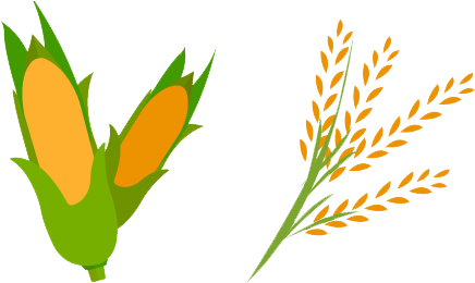 The Only Diet Revealed, Japanese Black Wagyu Cattle - Rice Stalk Png (460x274), Png Download