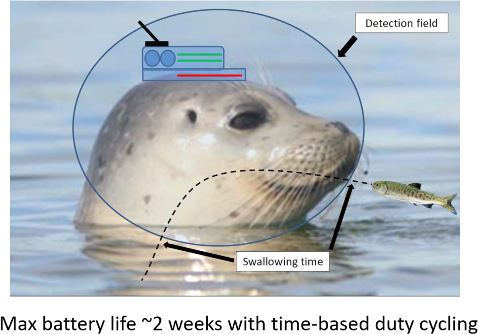 A Second Tag Was Also Developed Which Incorporates - Harbor Seal (1024x707), Png Download