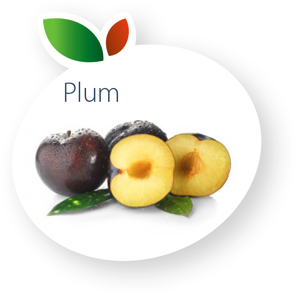 Plum (600x600), Png Download