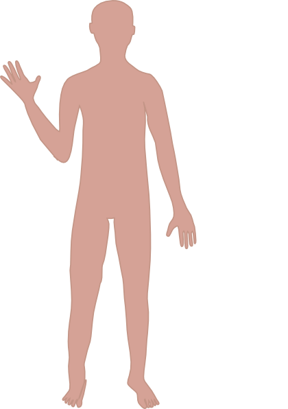 Body Clipart - Male Body Clip Art (420x596), Png Download