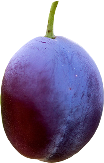 Plums - Plum (700x600), Png Download
