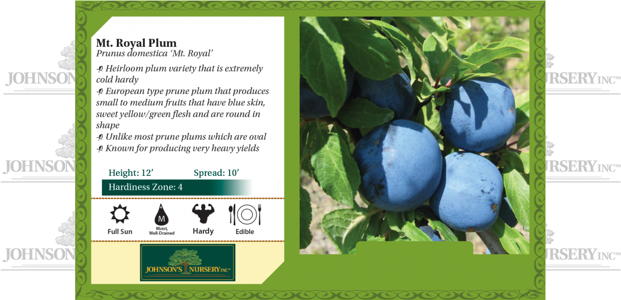 Mt Royal Plum Prunus Domestica Benchcard - Mesabi Cherry (1240x589), Png Download