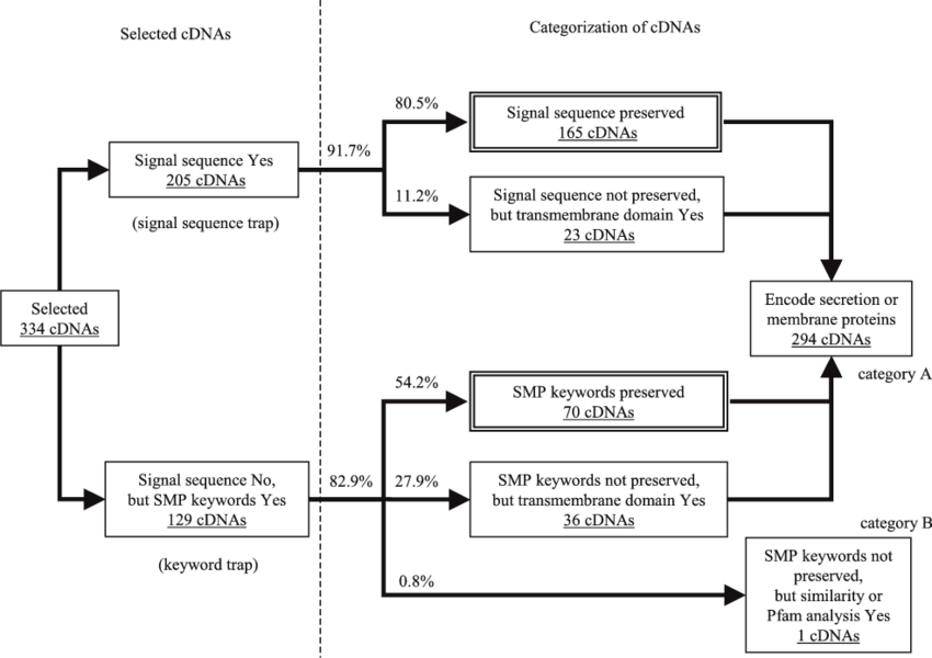 Outline Of Functional Prediction And Categorization - Diagram (850x600), Png Download