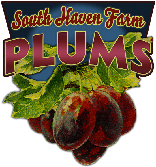 Plum (730x730), Png Download