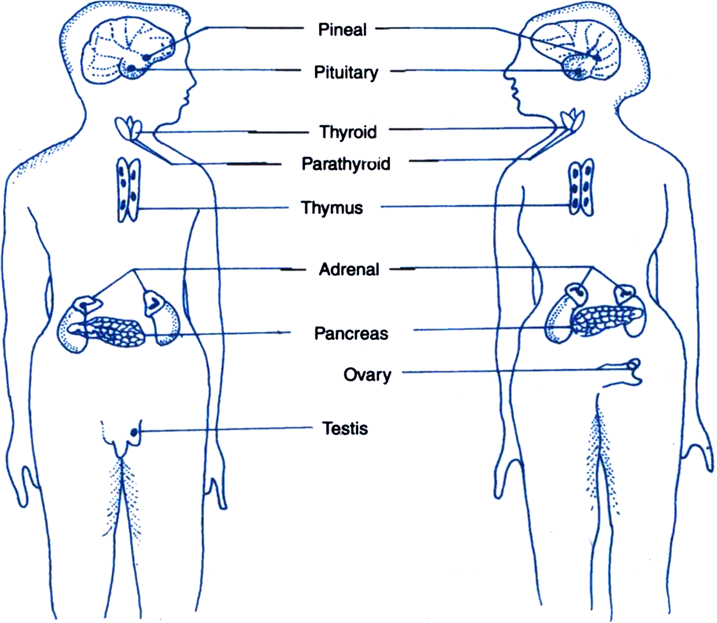 Endocrine Glands Are Ductless Glands Which Pour Their - Endocrine System (717x623), Png Download