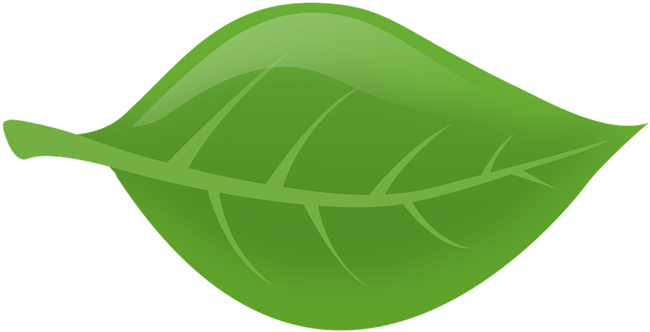 Daun Hijau Png - Feuille D Arbre Png (960x685), Png Download