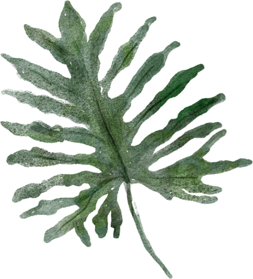 Parent Directory - Fern (500x553), Png Download