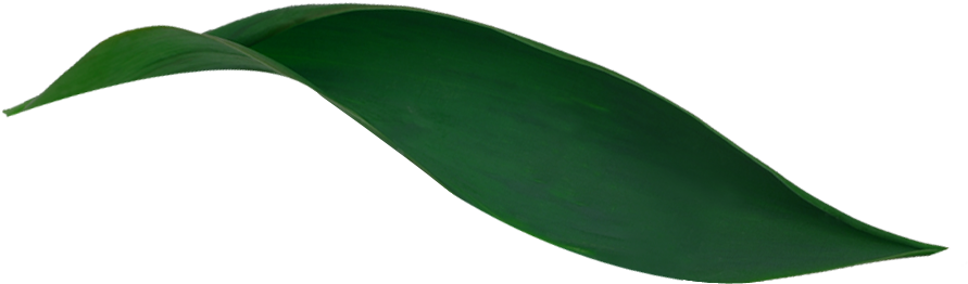 Read More - Magnolia (890x584), Png Download