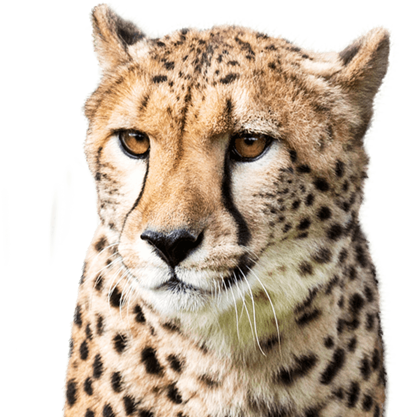 Cheetah (1000x836), Png Download