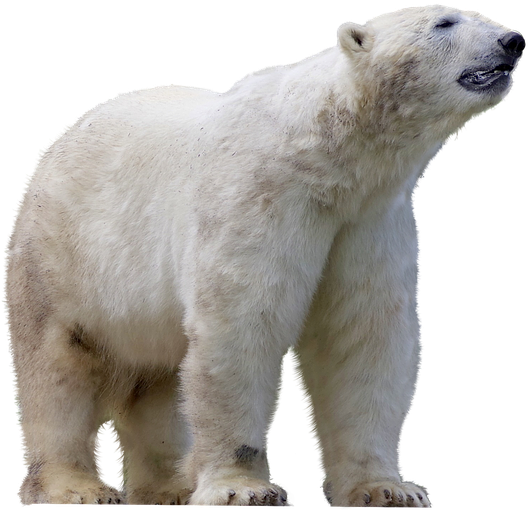 Polar Bear, Predator, Mammal, Dangerous, Zoo, Animal - Isbjørn Png (960x639), Png Download