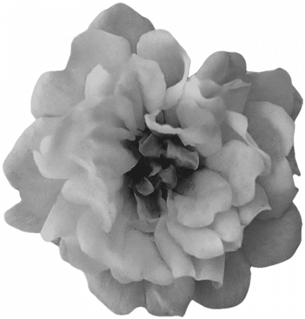 21 Flower - Carnation (456x456), Png Download