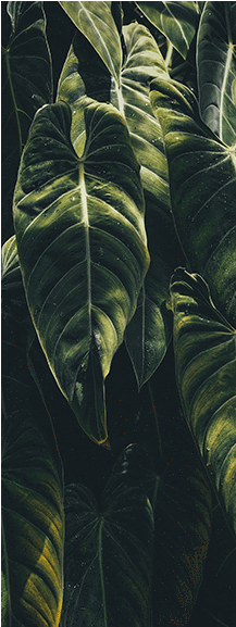 Jungle Leaf Door Mural Landscapes & Nature Eazywallz - Tropical Iphone (576x576), Png Download