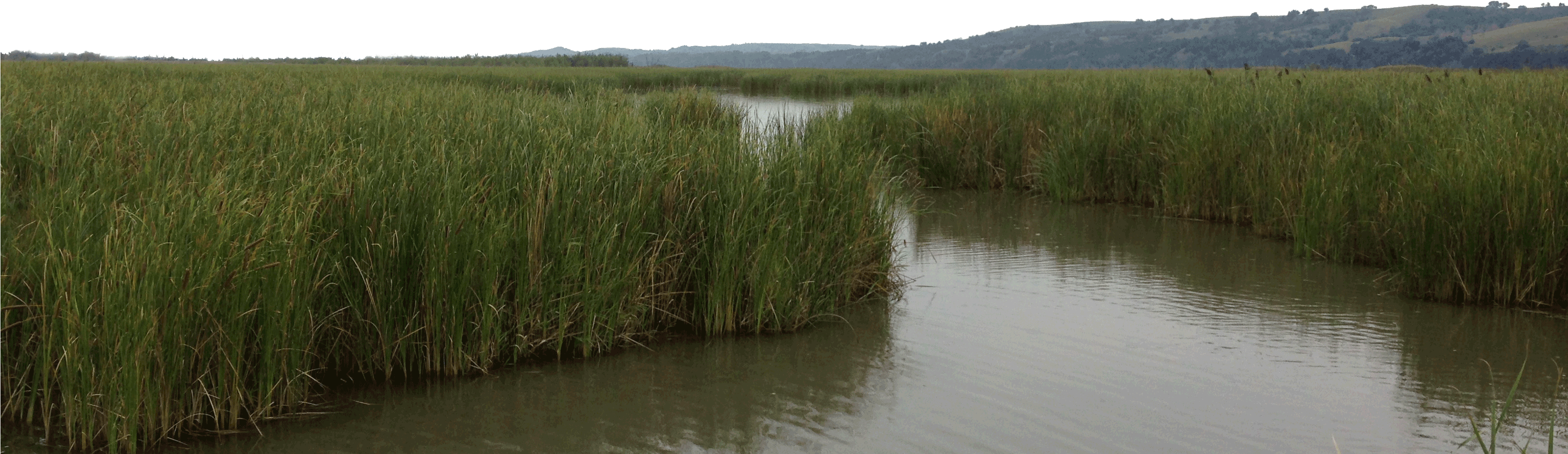 Details - Wetland Transparent (3264x1002), Png Download