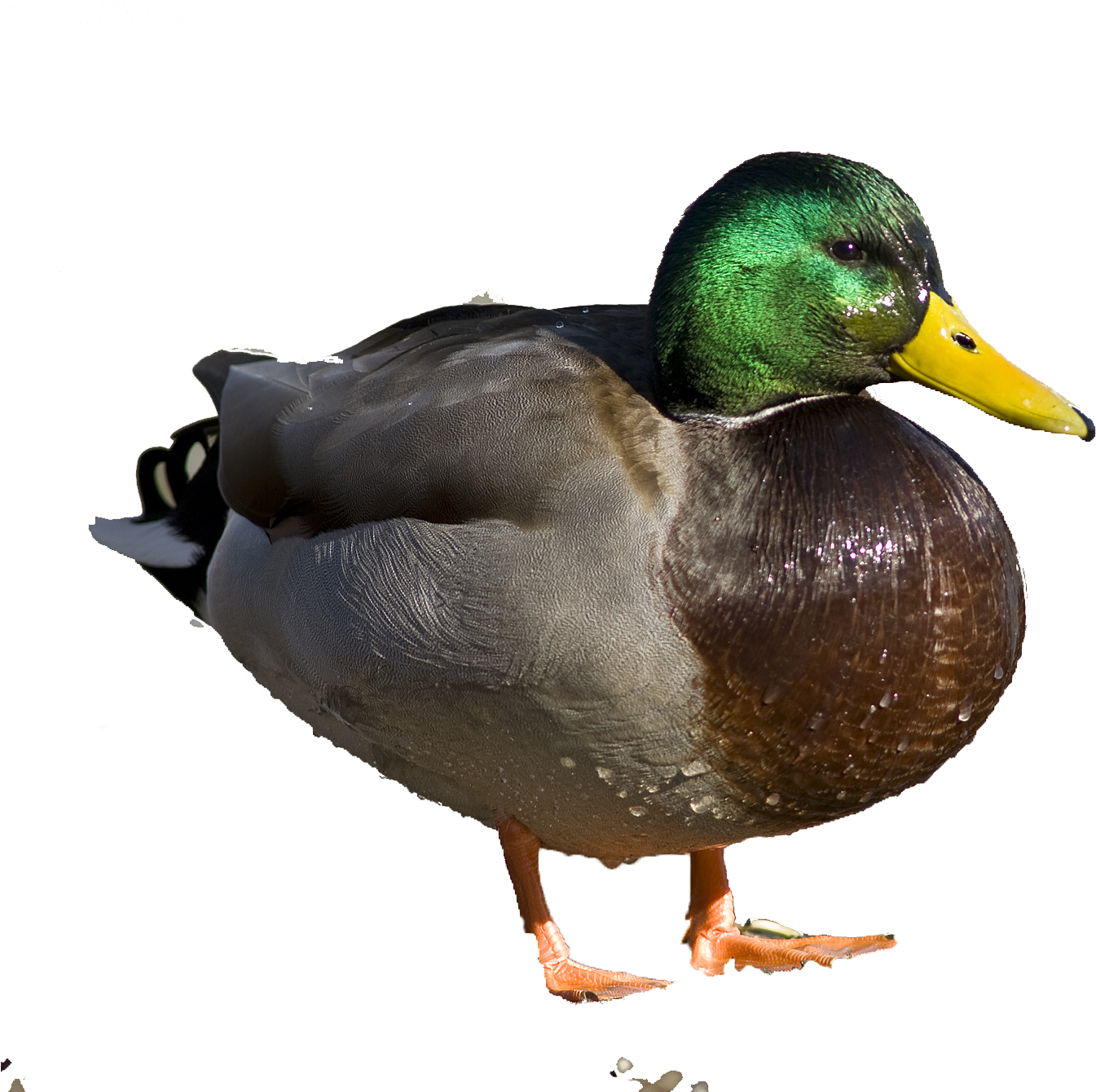 Duck Life Cycle - My First Board Book Set (9 Books) (2000x1339), Png Download