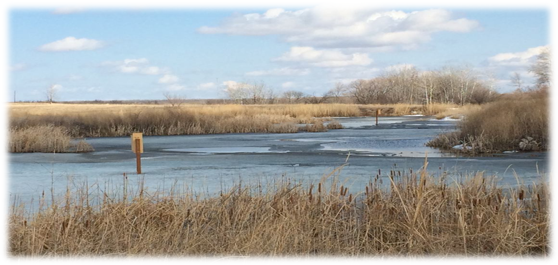 Rivers Collegiate Student Projects - Freshwater Marsh (1095x520), Png Download