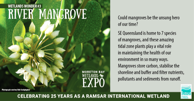 Japanese Honeysuckle (640x332), Png Download