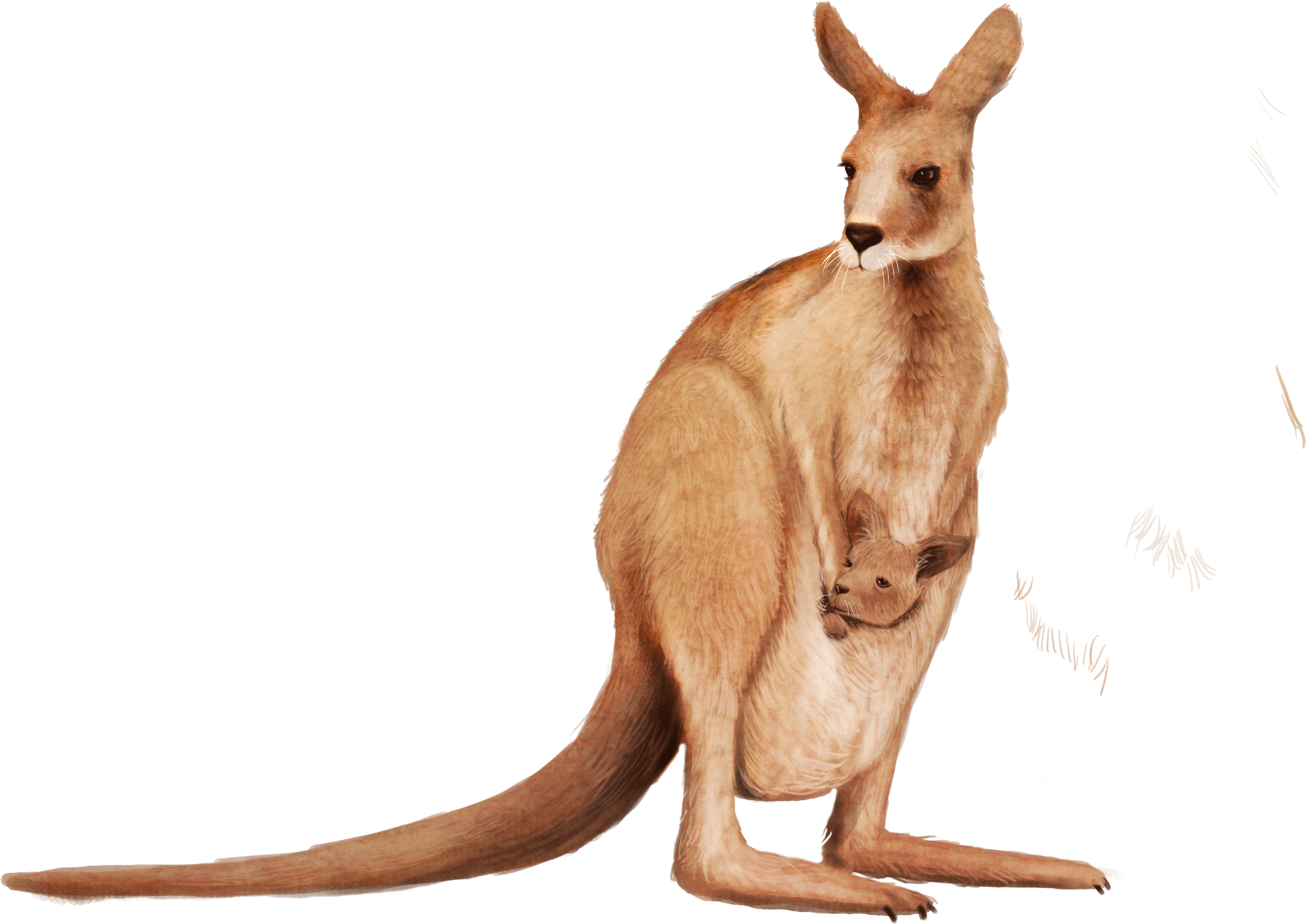 Kangaroo Clipart Matschie's Tree-kangaroo Wallaby Png - Wallaby Png (5448x3564), Png Download