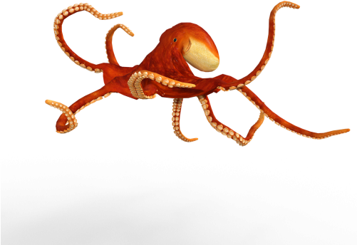 Animals,suction Cups,sea Water,squid,water - Octopus (500x500), Png Download