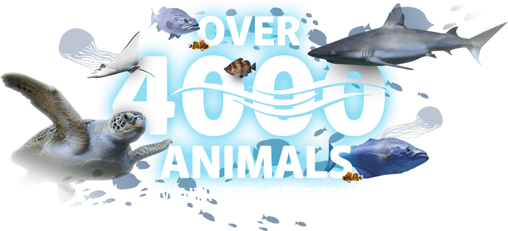 4000 Animals 4000 Animals - Animal (1280x598), Png Download