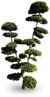 Bienvenue À Notre Partenaire - Bonsai (356x471), Png Download