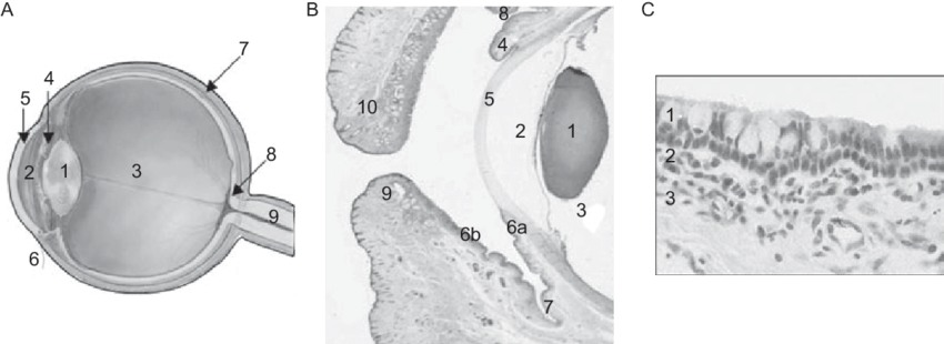 Aqueous Humor - Conjunctival Epithelium (850x310), Png Download