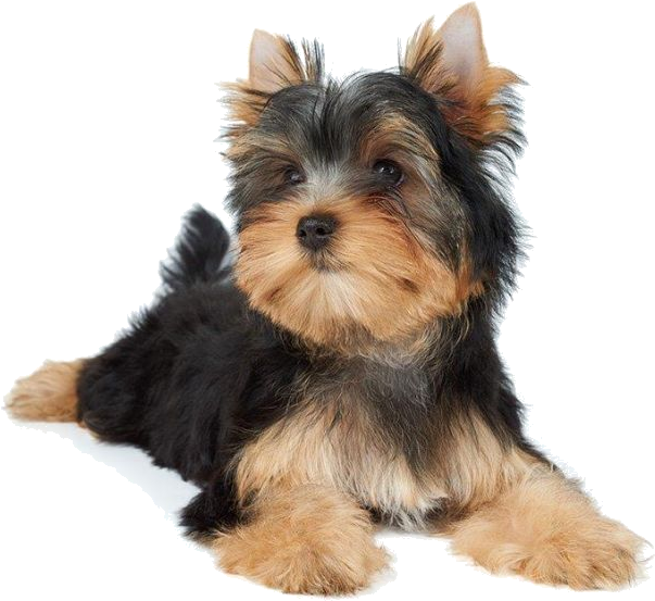 Dogs - Dog Lying Down Png (614x560), Png Download