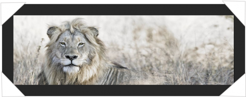 #926 - Giclee On Canvas 57x150 Lion Out (500x500), Png Download