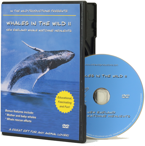 Whales In The Wild 2 Dvd - Whales In The Wild Ii (500x500), Png Download