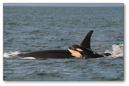 Baby J50 With Mom J16 (slick), December, - J 50 Whale (450x300), Png Download