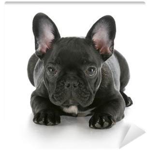 French Bulldog (400x400), Png Download