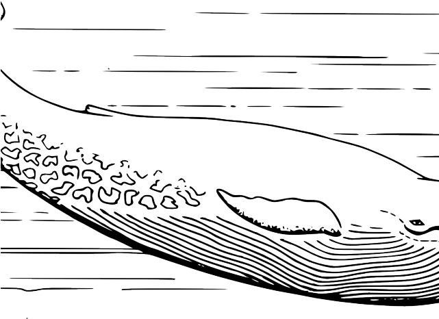 Share - Whale In Black And White (640x480), Png Download