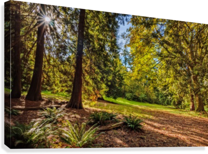 Sun Rays From The Bright Sun Shining Between The Trees - Tree (429x317), Png Download