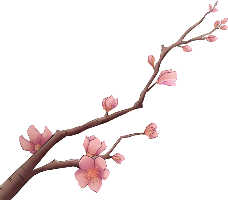Cherry Blossom (1080x816), Png Download