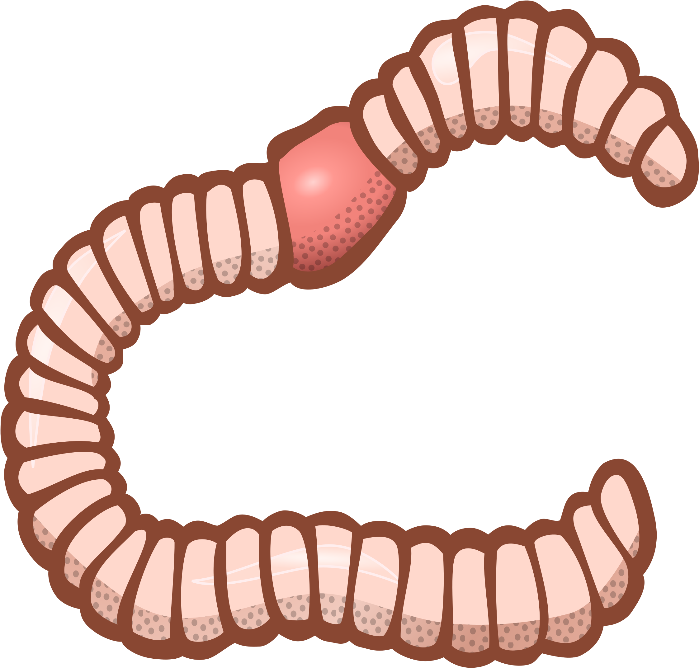 Transparent Background Worm Clipart (2400x2301), Png Download