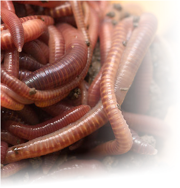 Red Wigglers European Nightcrawlers - Earthworm (390x380), Png Download