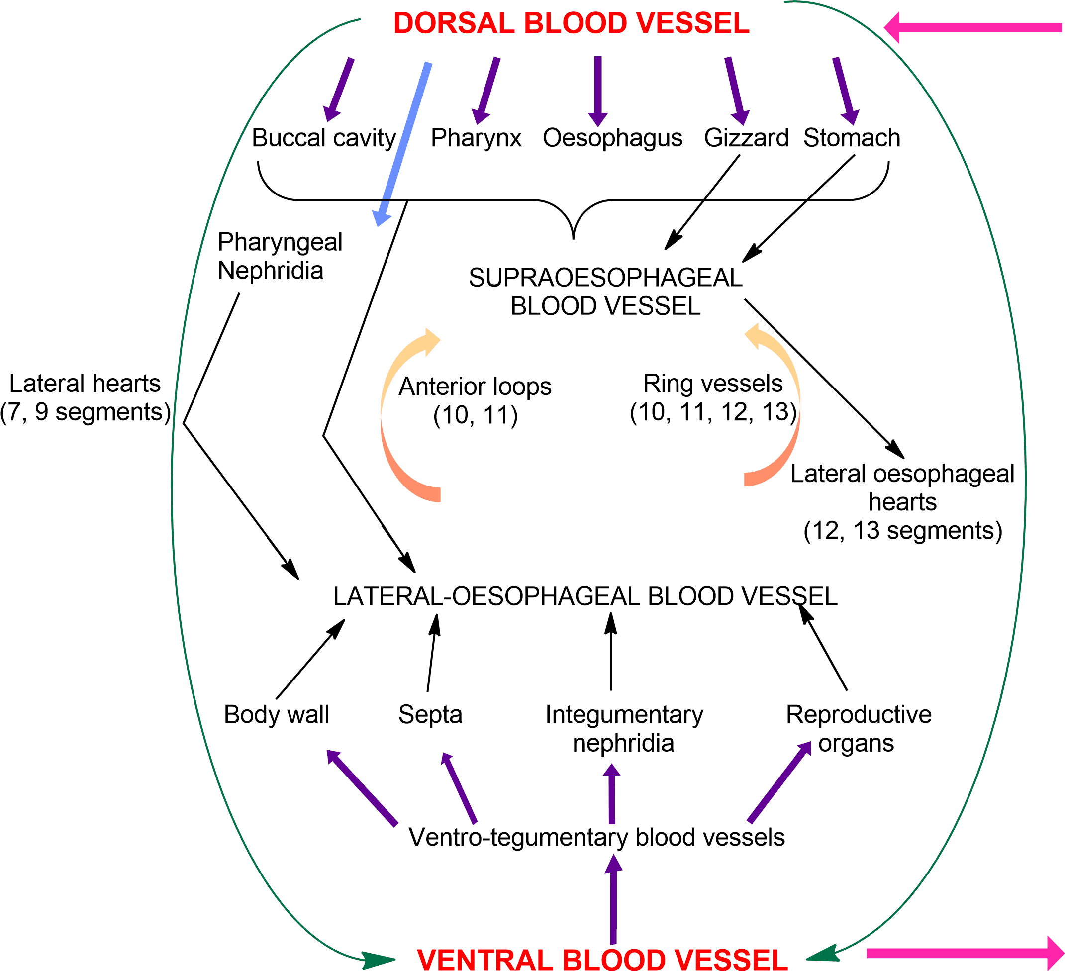 Earthworm Cirulatory System, Earthworm Blood Vessels, - Circulatory System (2159x1984), Png Download