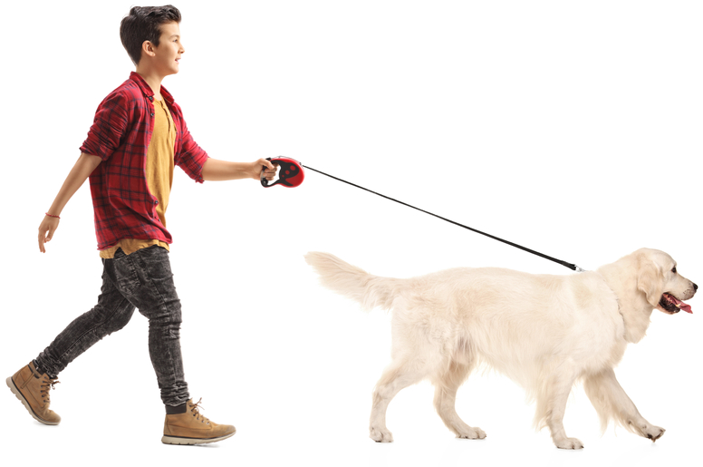 We Take Your Dog For A Walk With Leash Only Unless - Walking Dog No Background (776x515), Png Download