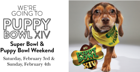 We're Celebrating The Eagles In Super Bowl Lii And - Dachshund (500x241), Png Download