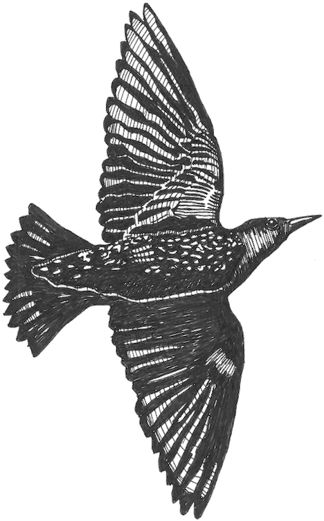 Scott Poynton It Was The Magical Appearance Of Earthworms, - Men Of The Trees (768x768), Png Download